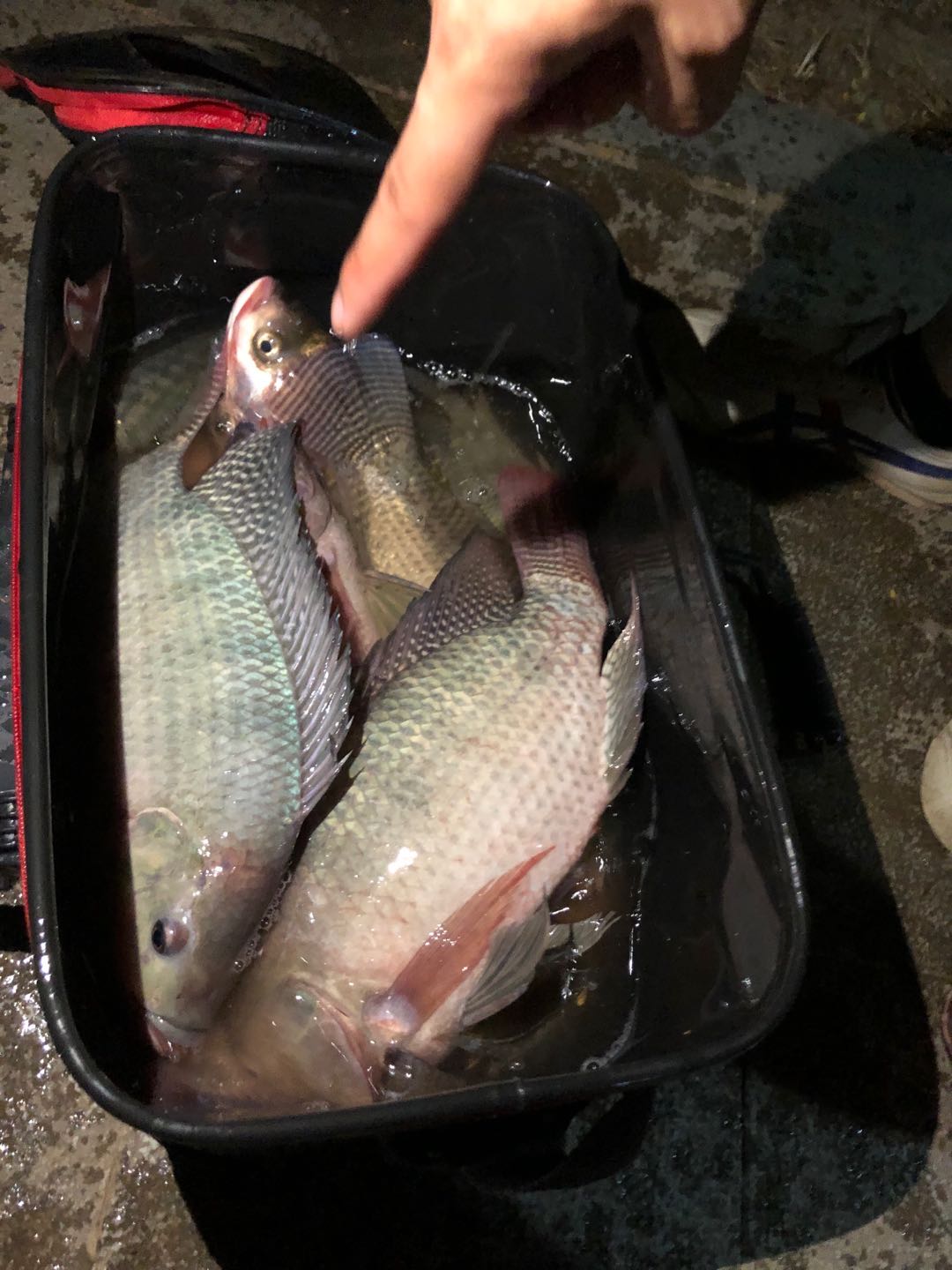 春季野钓罗非饵料配方,黑坑钓罗非鱼的窝料配方