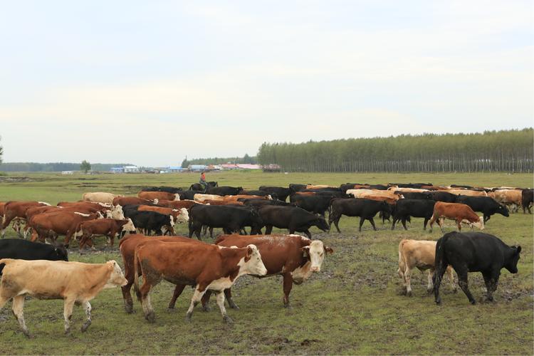 养牛健胃用药有哪些品种,养牛健胃正确方法