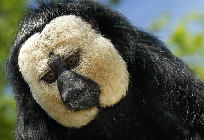 唯一一个不怕毒蛇的猴子,野生的猴子它到底有多可怕