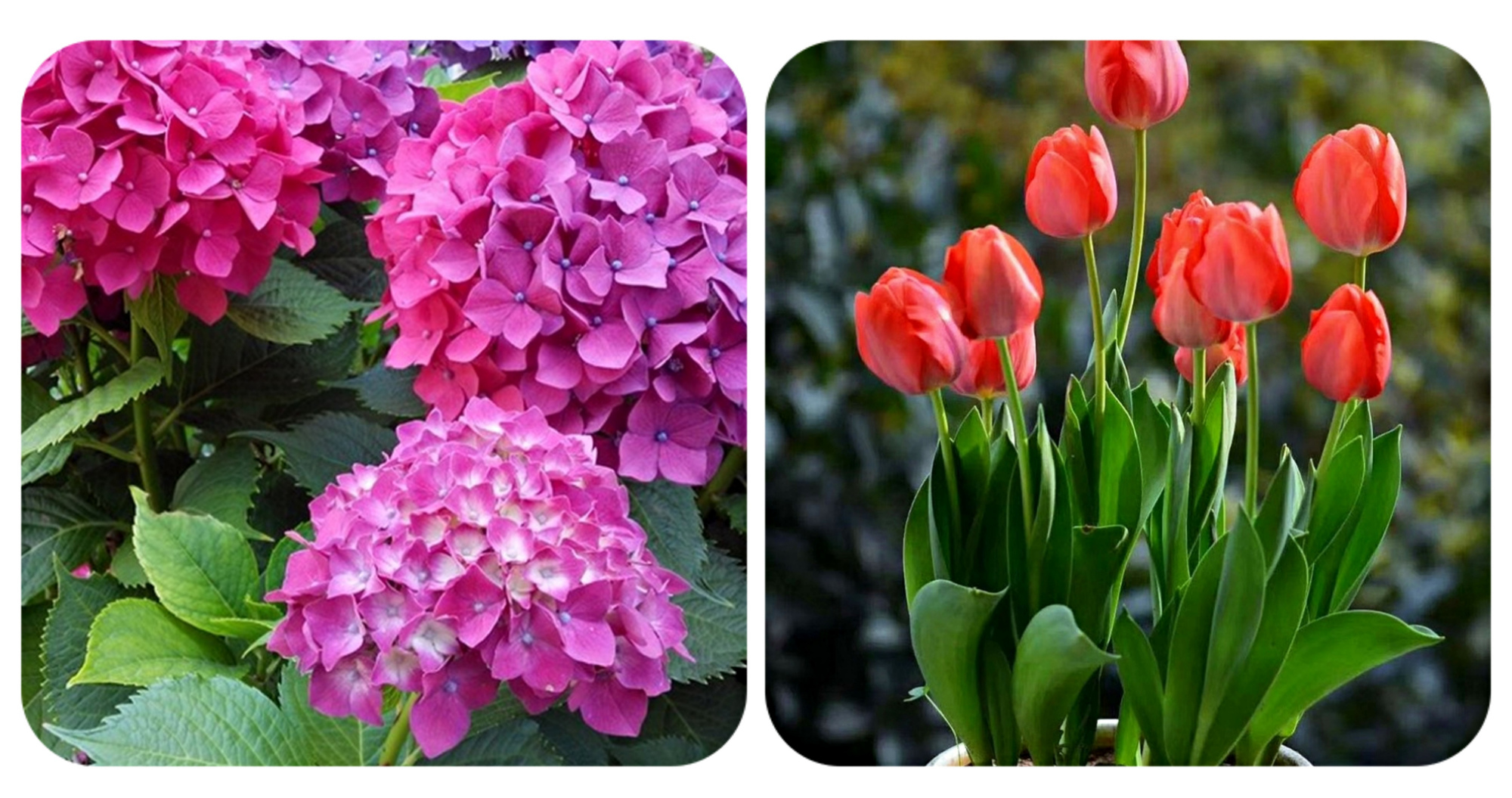 常见有毒花千万别碰,世上有毒的花和植物