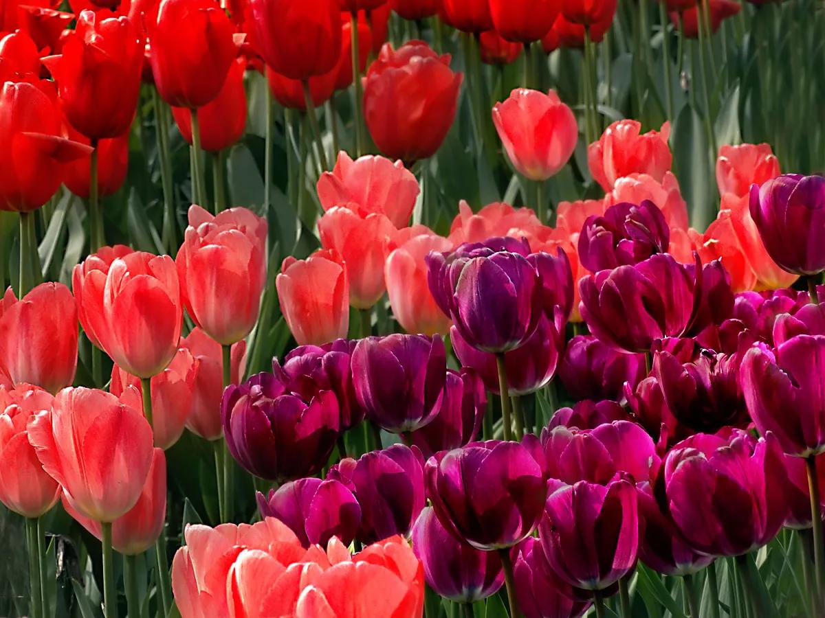 漂亮的郁金香随手一拍都是美景,春天的郁金香花海美得不可方物