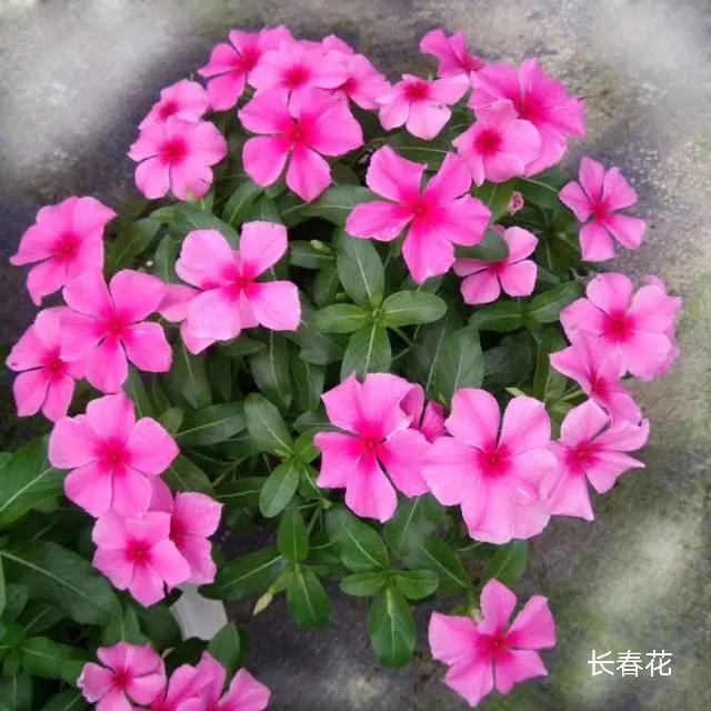 100种花草图片欣赏,50种花草图片大全