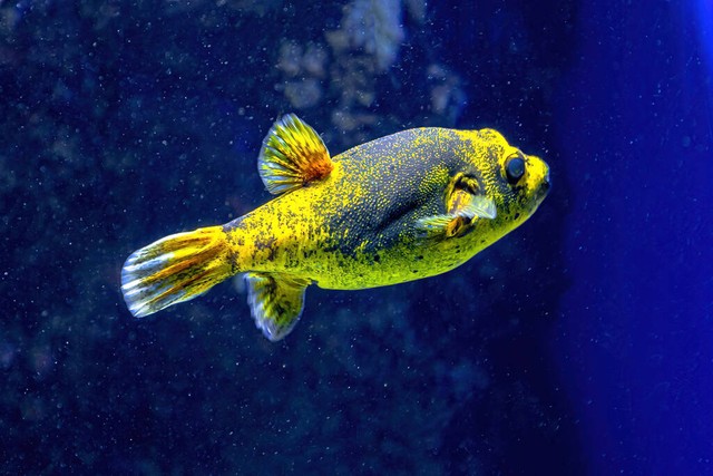 海鲜的药理作用和毒性