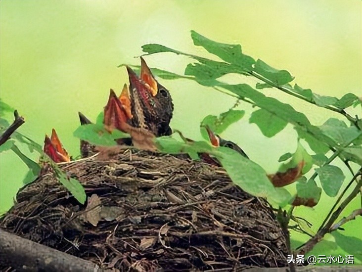 关于燕子的古诗旧时王谢堂前燕,与燕子有关的古诗词名句