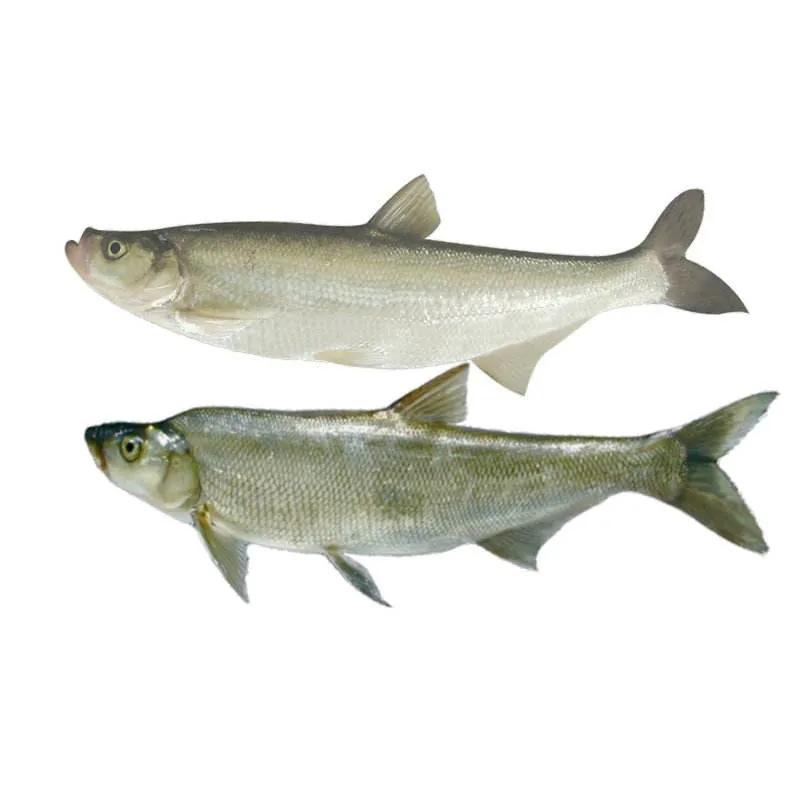 中国淡水鱼图谱大全集,中国各种淡水鱼的图片和名字