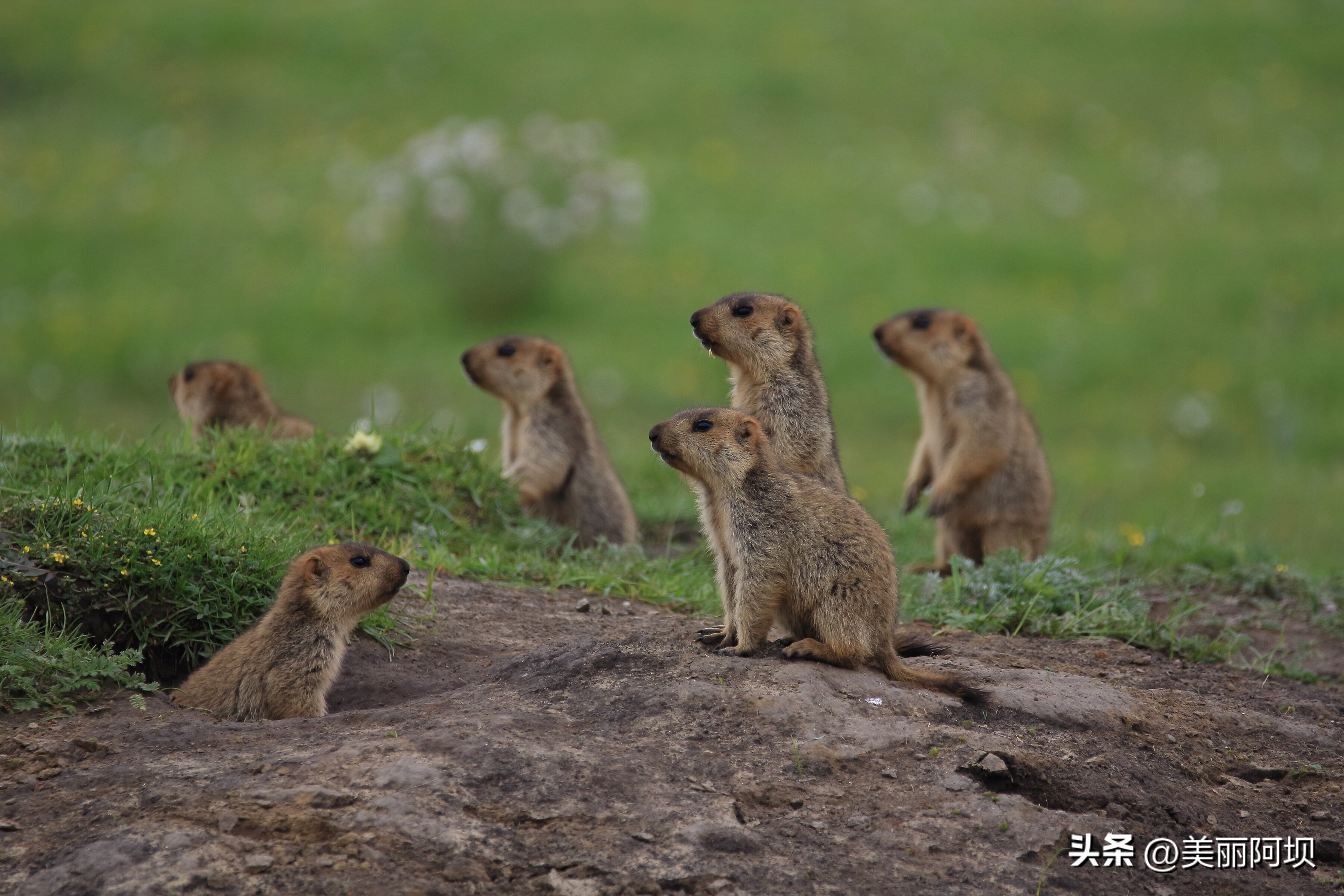 景区推荐附近动物,适合乡村景区动物推荐