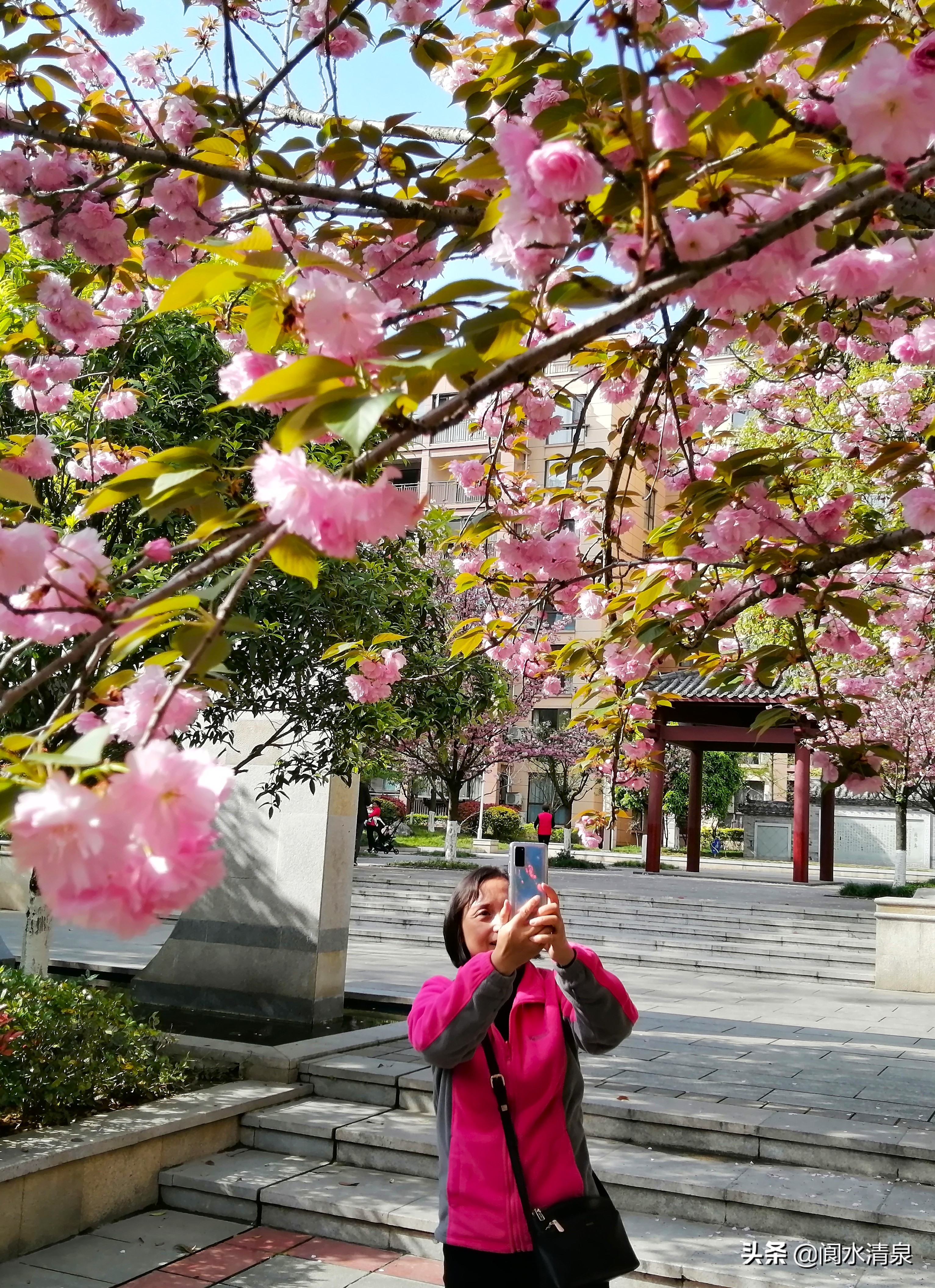 举目望樱花，一朵一朵笑语盈盈腾云来