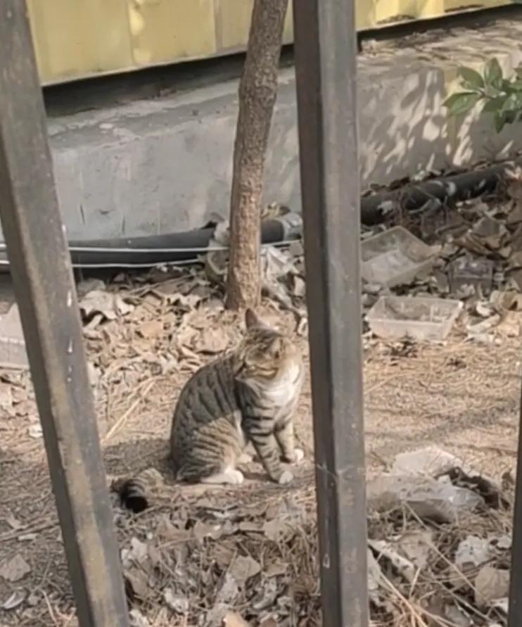流浪猫度过严寒,流浪猫狗最难熬的日子