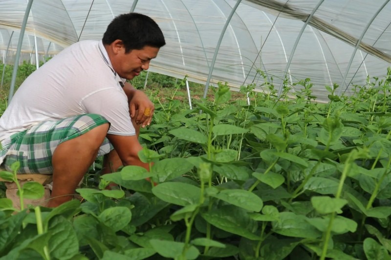 农村种植什么亩产过万元,目前农业种植有什么好项目