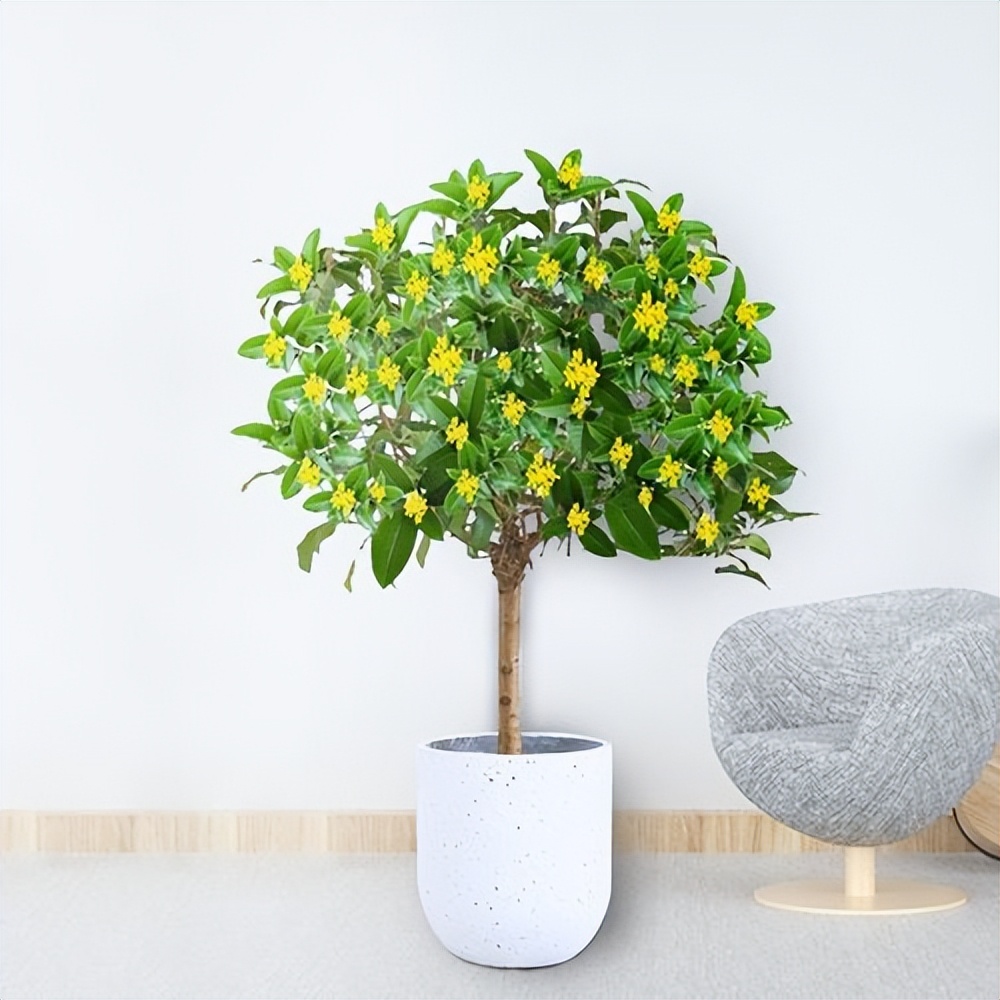 木本植物叶子枯萎发干脱落,盆栽植物掉叶子是什么原因