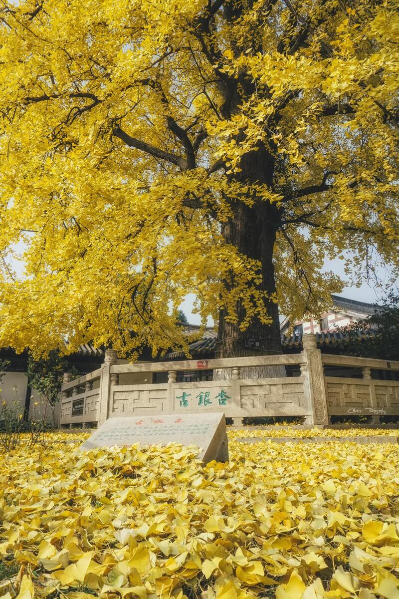 苏州这座城市怎么样,苏州最值得去哪个区