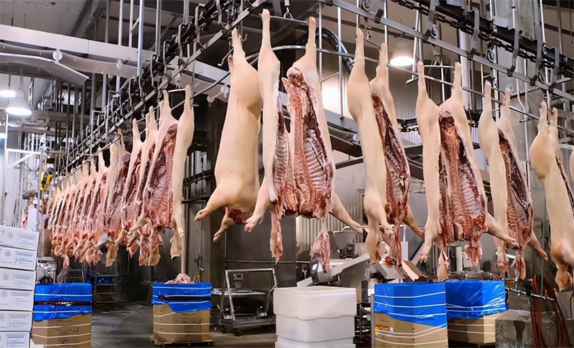 美国猪肉4元每斤的视频,美国猪肉是如何做到那么便宜的