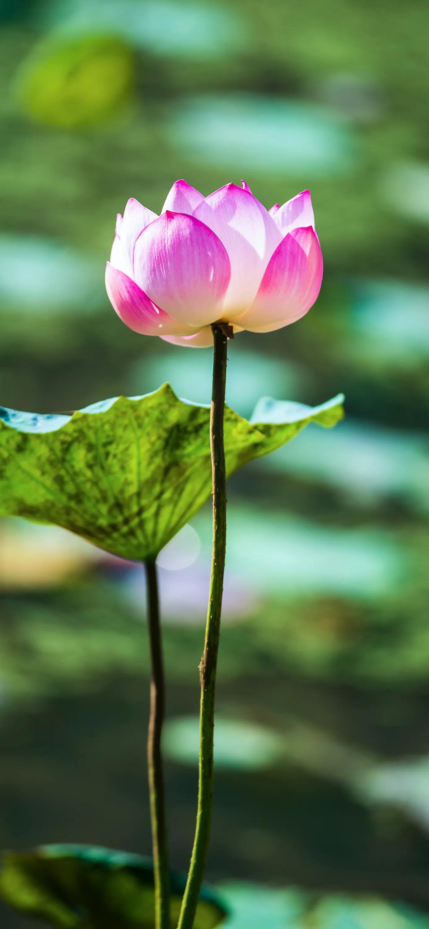 全屏荷花手机壁纸,唯美荷花手机壁纸