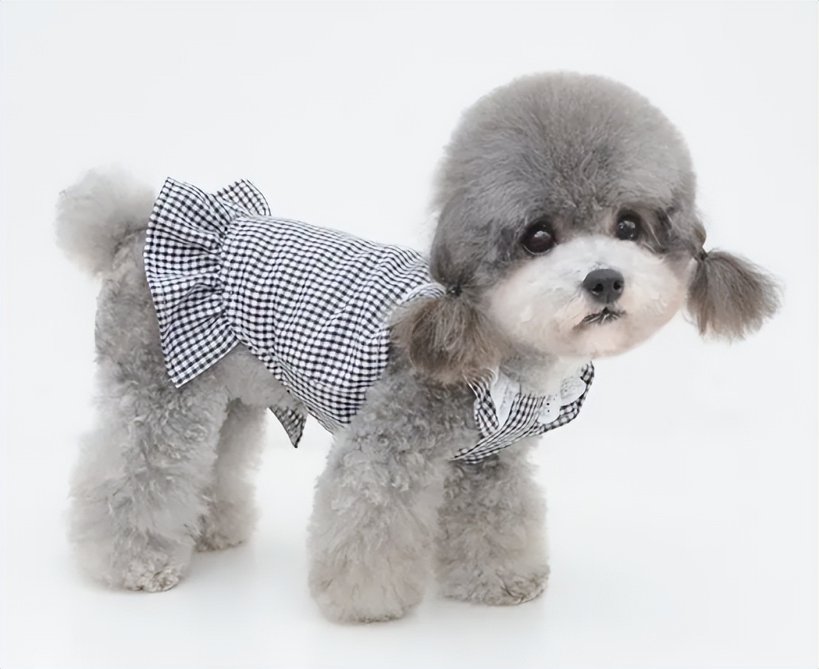 狗狗软骨病吃啥,狗狗有软骨病吗