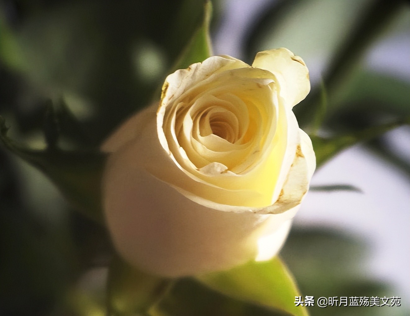 最爱的你原唱女声,最爱的你英文翻译