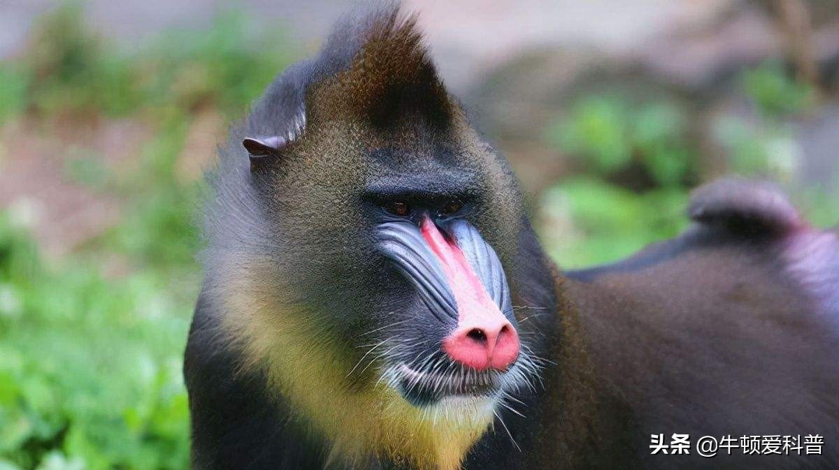 最凶残的猴子有多可怕,猴界最厉害的猴子到底是哪一种呢