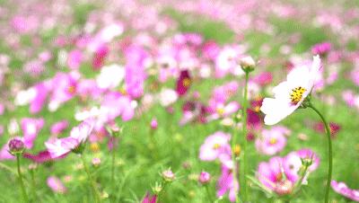 厦门四天游玩攻略大全,最新厦门游玩攻略