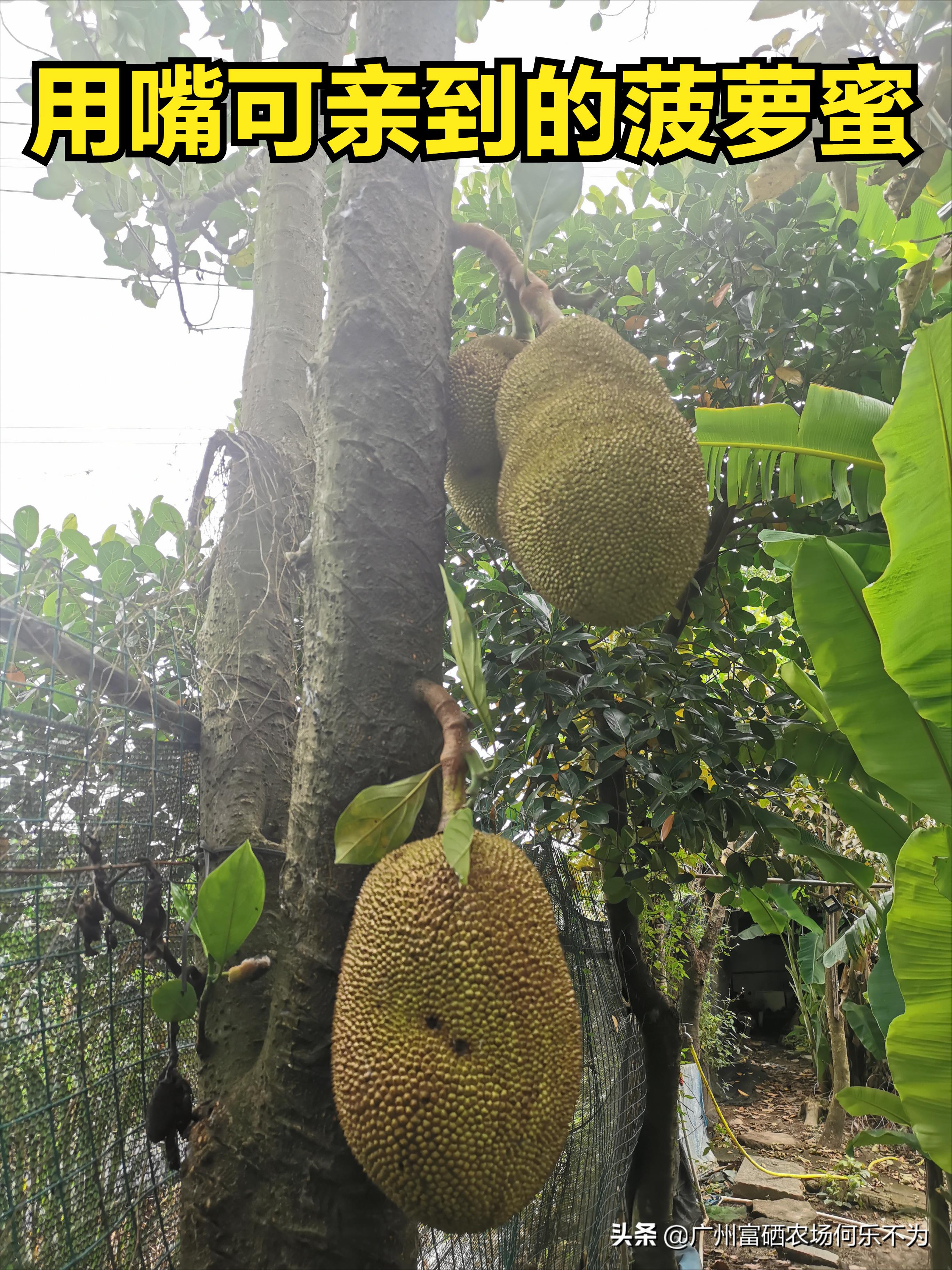 广州富硒农场:用嘴可亲到的菠萝蜜,别用头碰我