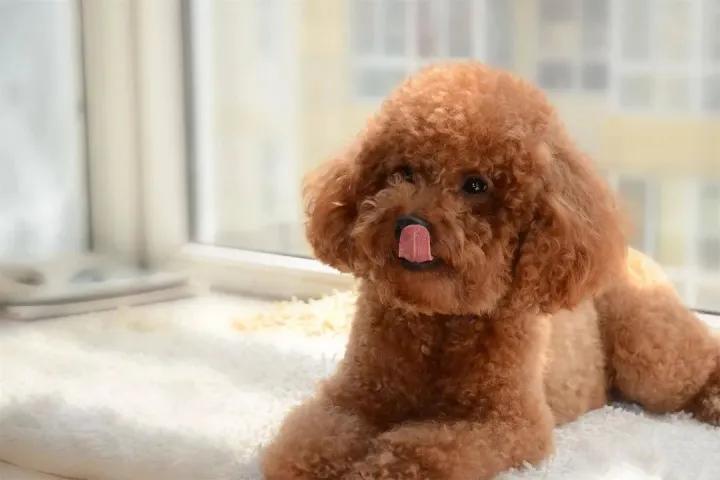 5种最受欢迎的狗狗你养了哪一种,可爱到上头的7种狗狗特别受欢迎