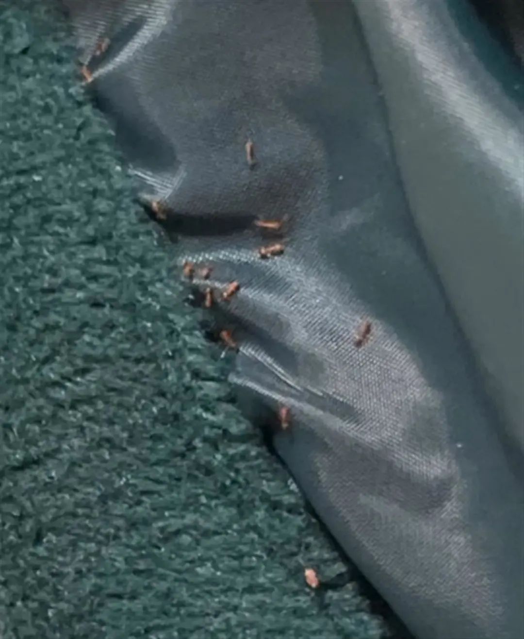 女子19.9元网购商品现红蚂蚁,网购的卫衣中爬出红蚂蚁