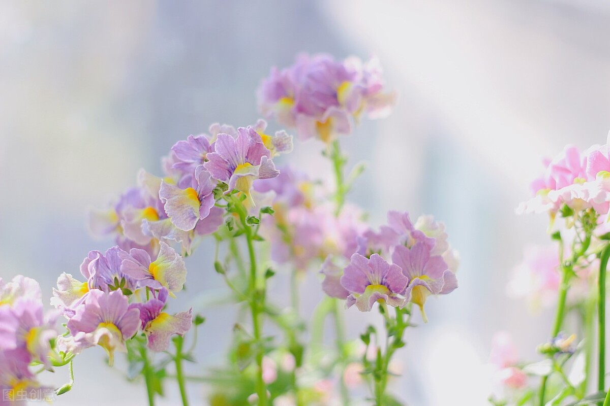 乳酸菌导致胰腺癌,乳酸菌是酸奶界的大佬