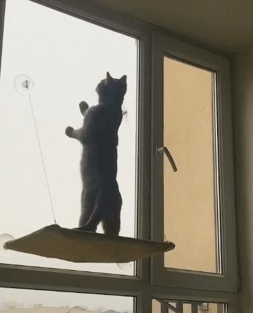 养蓝猫的十大忠告,详细介绍下养蓝猫的四大危害