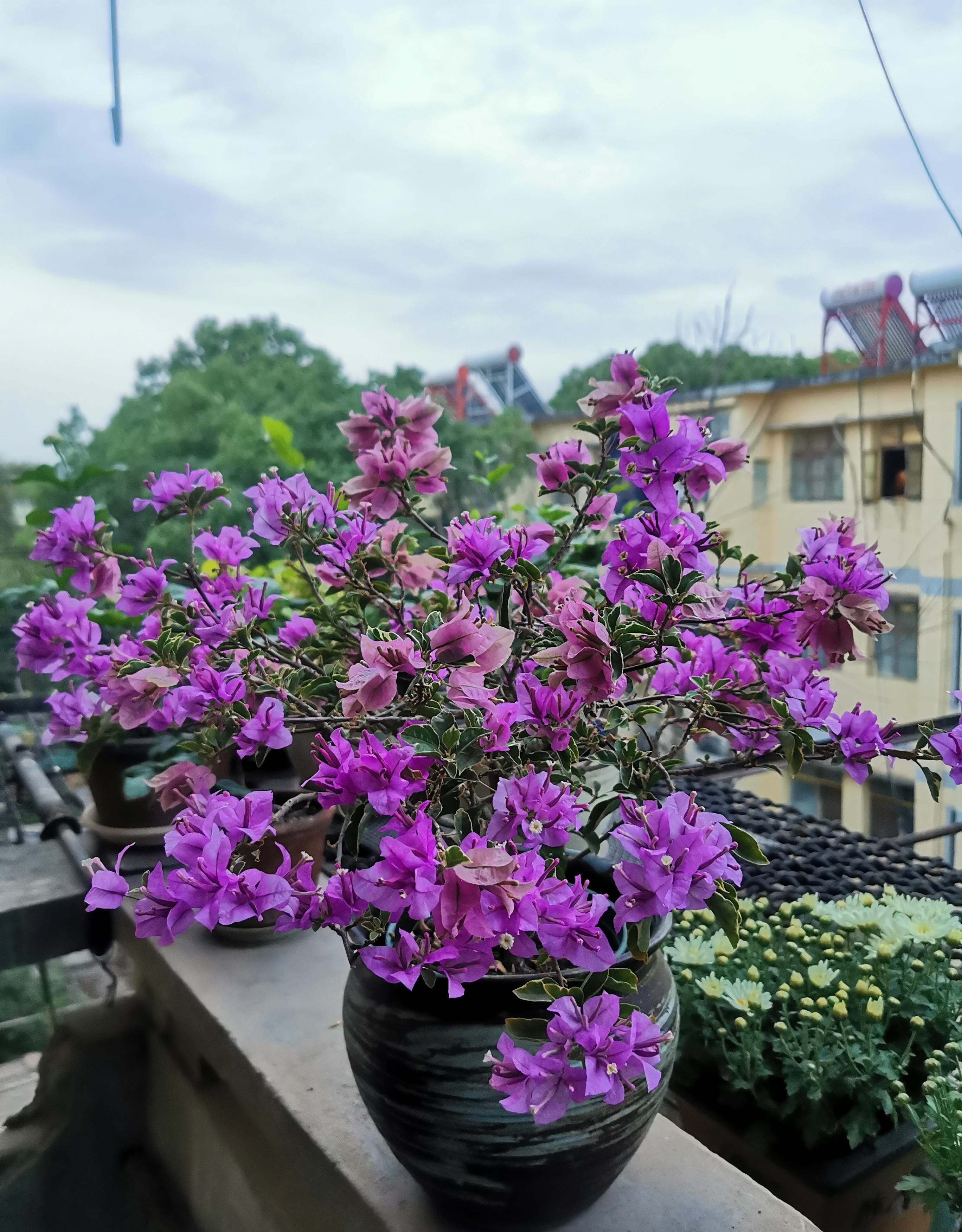 紫花三角梅怎么养,塔紫三角梅怎么养才开花多