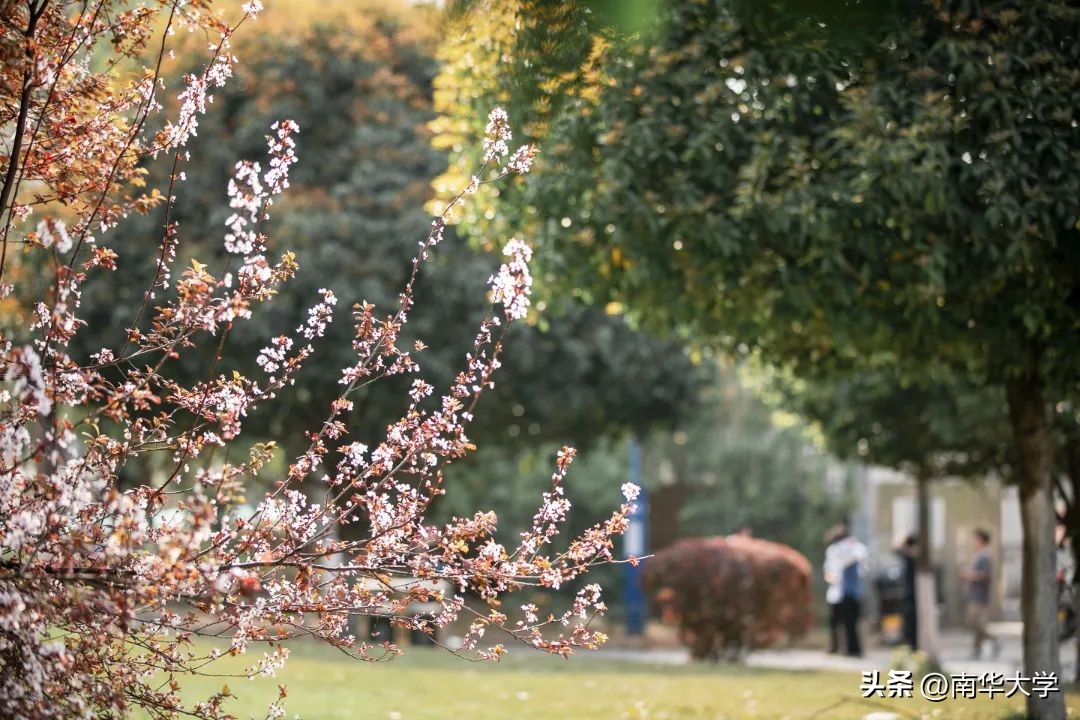南华大学校花全集,校花南华大学