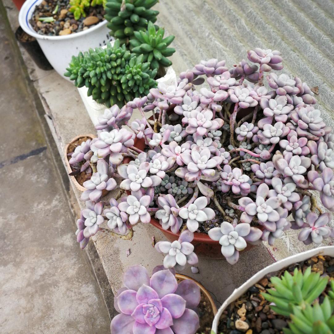 春天如何拯救掉光叶片的多肉,夏季要不要把多肉的枯叶去掉