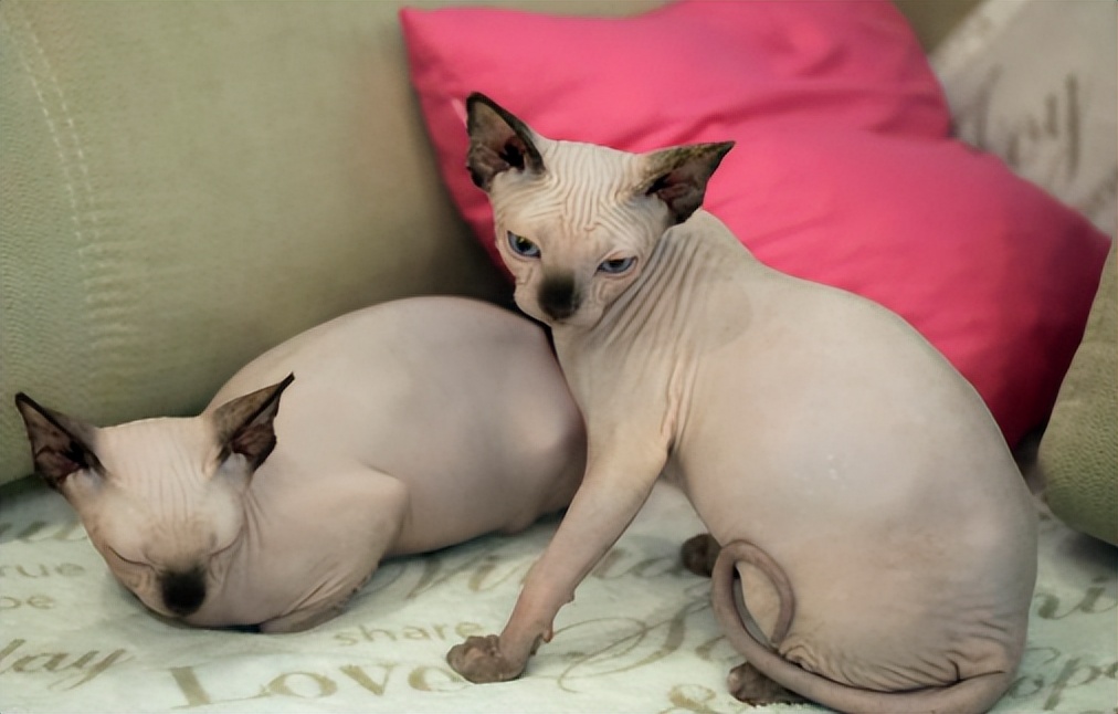 入坑猫,入坑猫咪