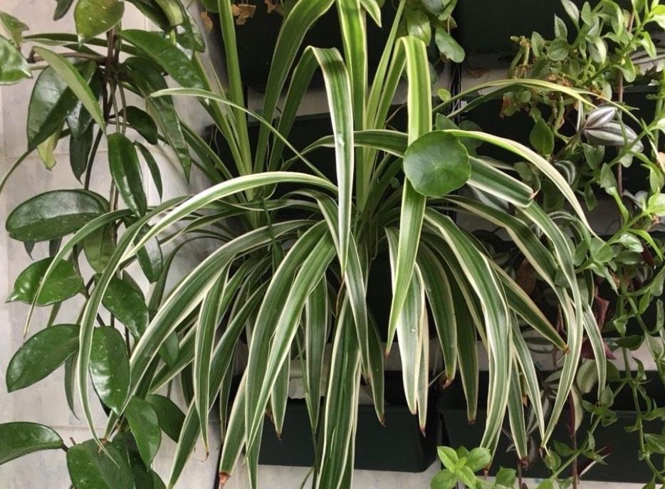 金边吊兰怎样养才能爆盆儿,怎么让金边吊兰快速长出小吊兰