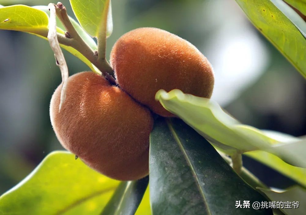 带毛的猕猴桃硬的可以吃吗,无毛猕猴桃野生