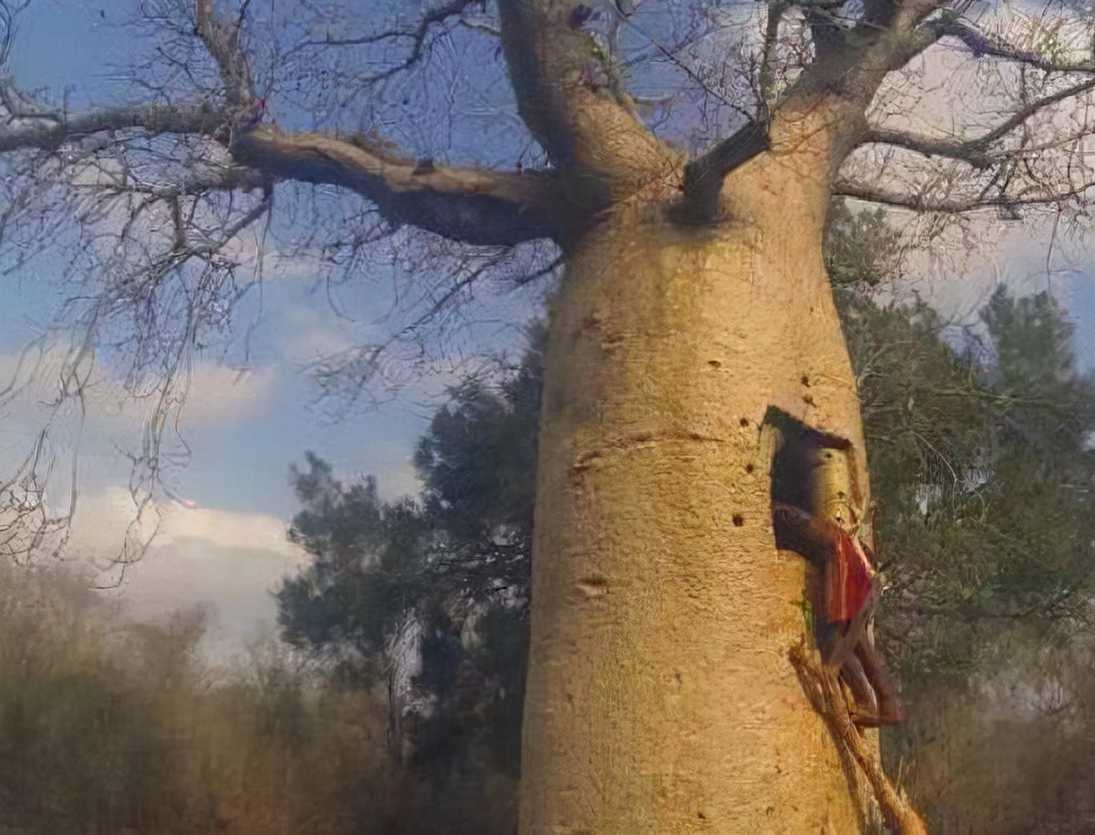 能活六千岁的非洲生命树,体内能存水2吨,何故却倒在了今天?