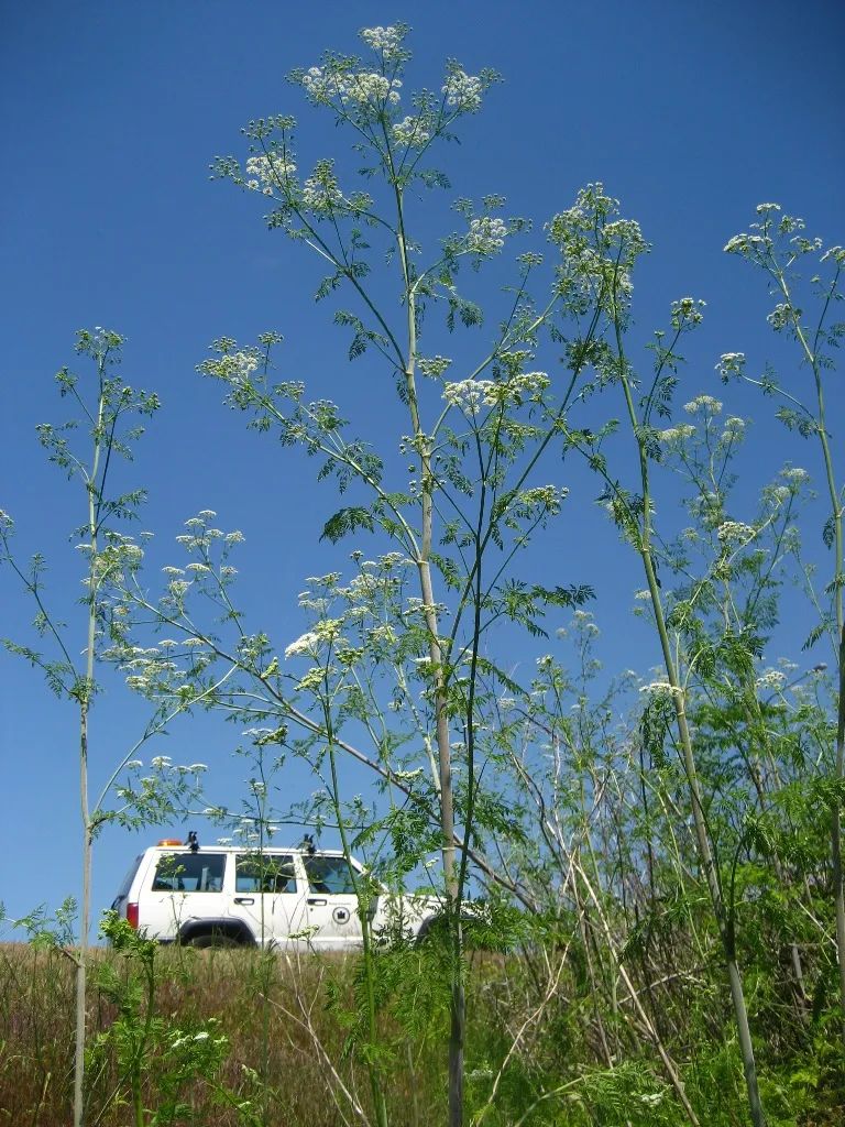 世界上能救命的十种毒草,10种最毒的毒草