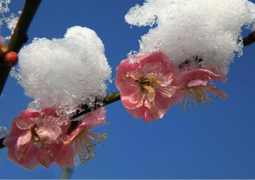 仙人掌墨西哥国花,仙人掌花是什么国家的国花