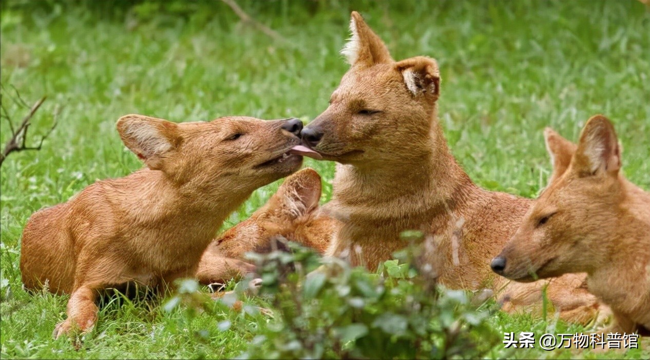 祁连山发现8只“红狗”!被称为猛兽之首,它真敢猎杀老虎?