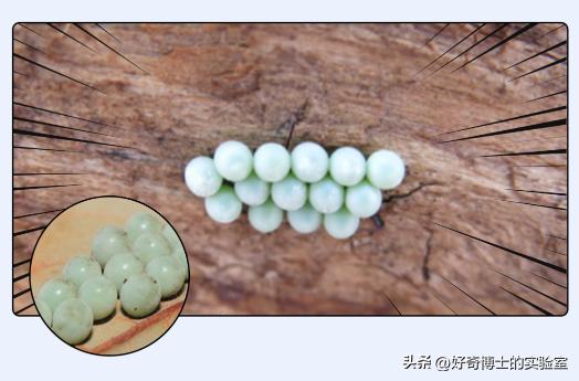 床上小颗粒是什么虫卵,墙上有虫卵很小颗粒