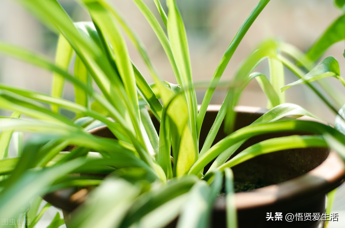 装修房子吸甲醛最好的是什么植物,新房入住有什么植物适合吸甲醛