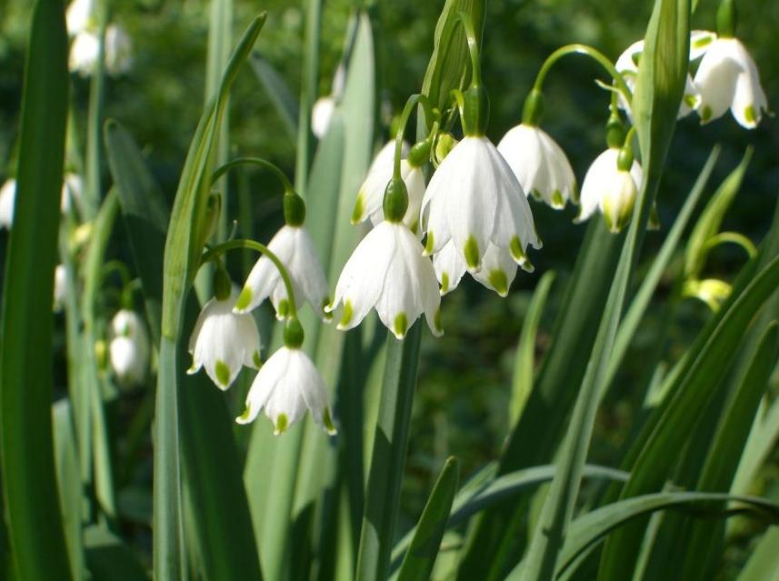 每日一花12.19：雪片莲：新生
