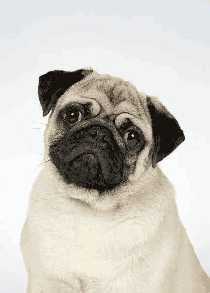 巴哥犬生病又吐又拉总甩头,巴哥犬吐泡沫是怎么回事