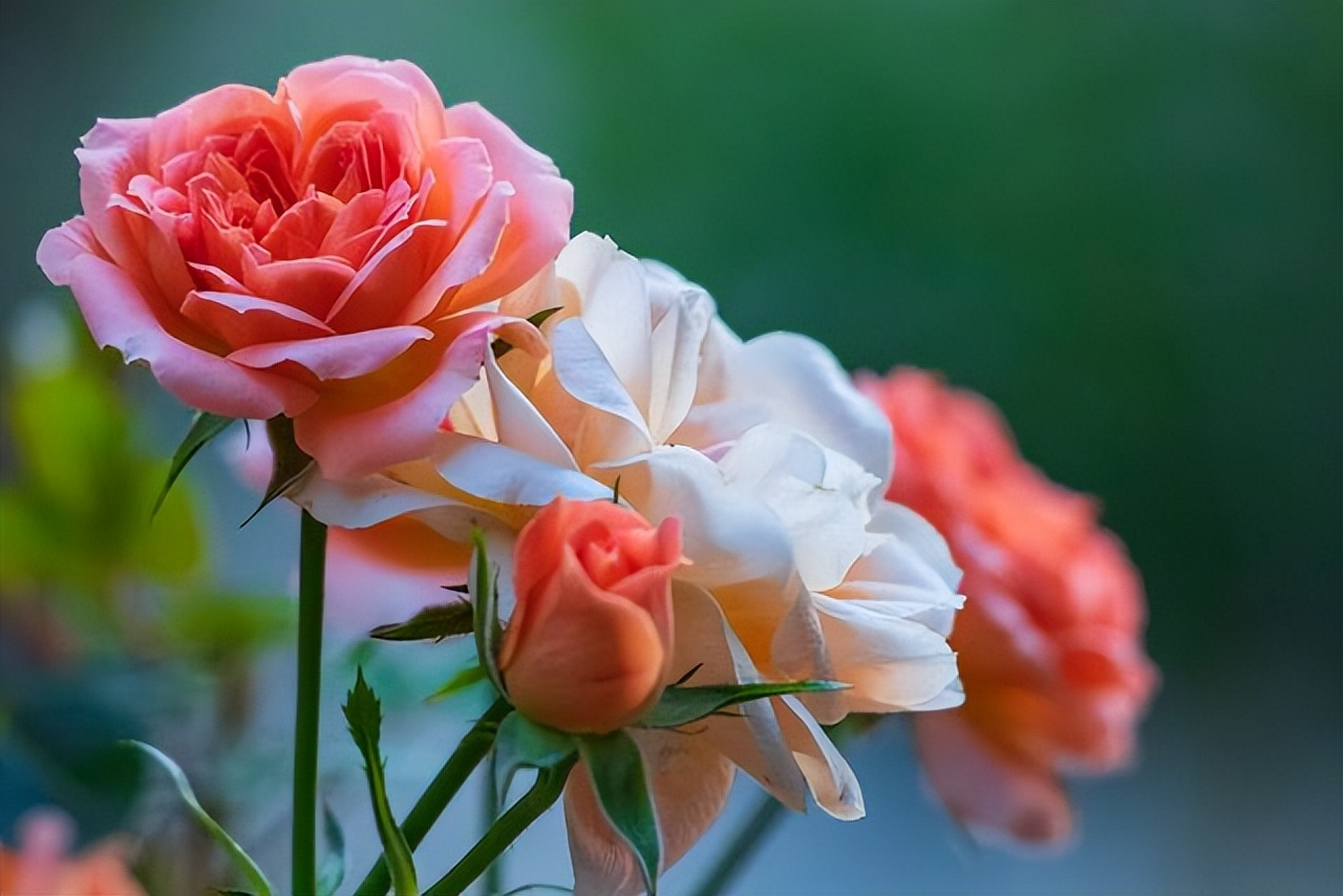 爱干净的人，家里别养4种“脏脏花”，会招虫子，越养越烦