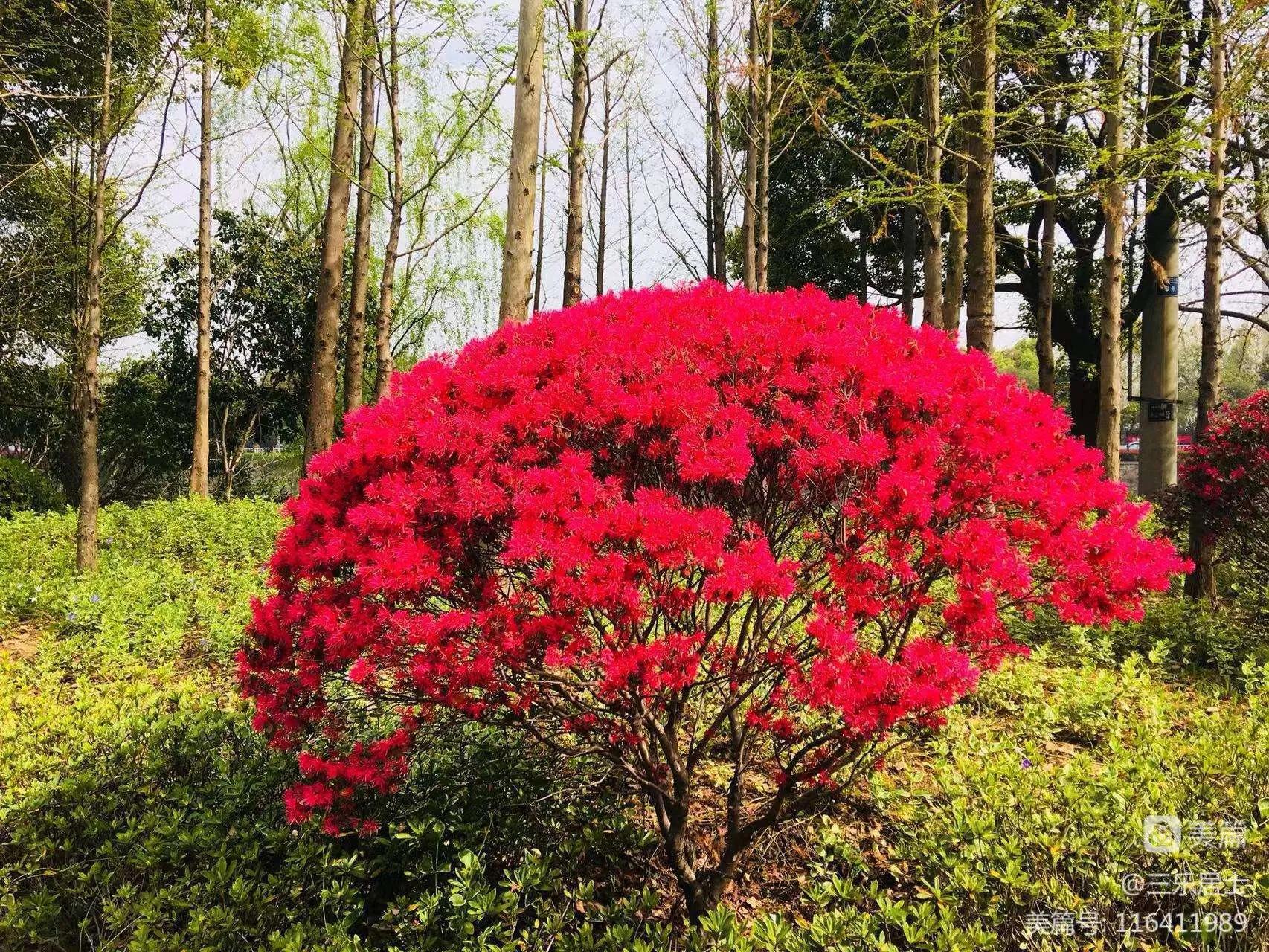 红花檵木的历史故事,白花檵木