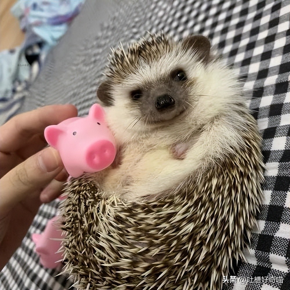 除了猫猫狗狗还可以养什么宠物,除了猫狗还可以养的小型宠物