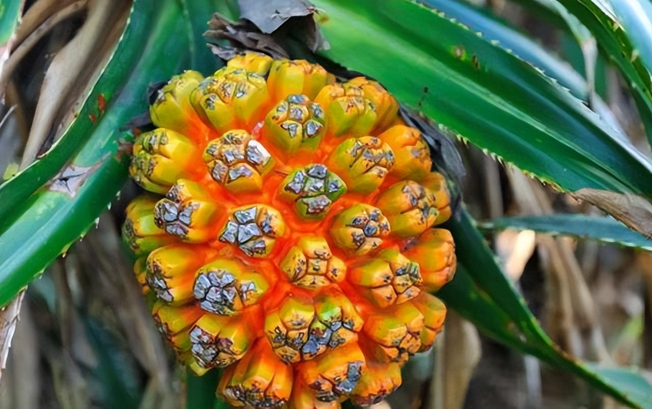 外国的奇怪蔬菜水果,国外奇怪的水果