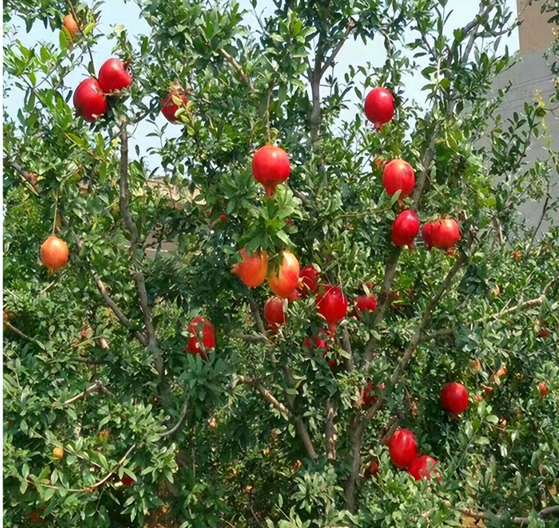 石榴大面积种植方法最简单,盆栽软籽石榴怎么种植