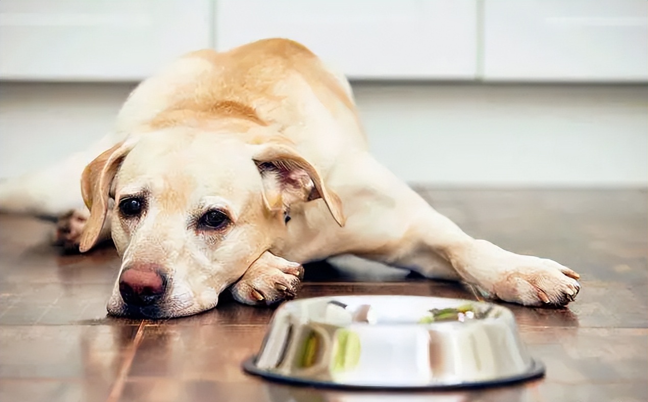 狗狗不愿动不吃食什么原因,狗狗不吃食怎么办