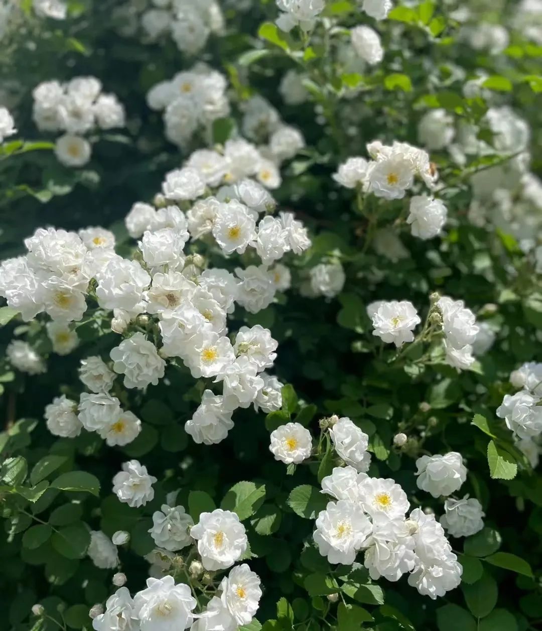 蔷薇月季玫瑰的区别,月季蔷薇玫瑰的区别