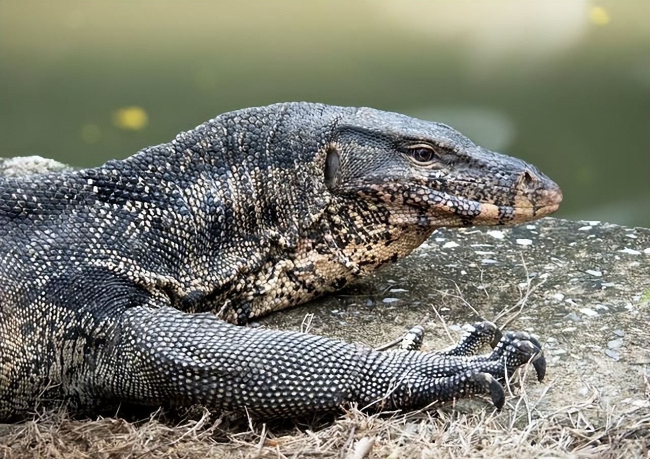 上海钓鱼佬钓起“五爪金龙”，差点牢底坐穿？金龙到底什么来头？