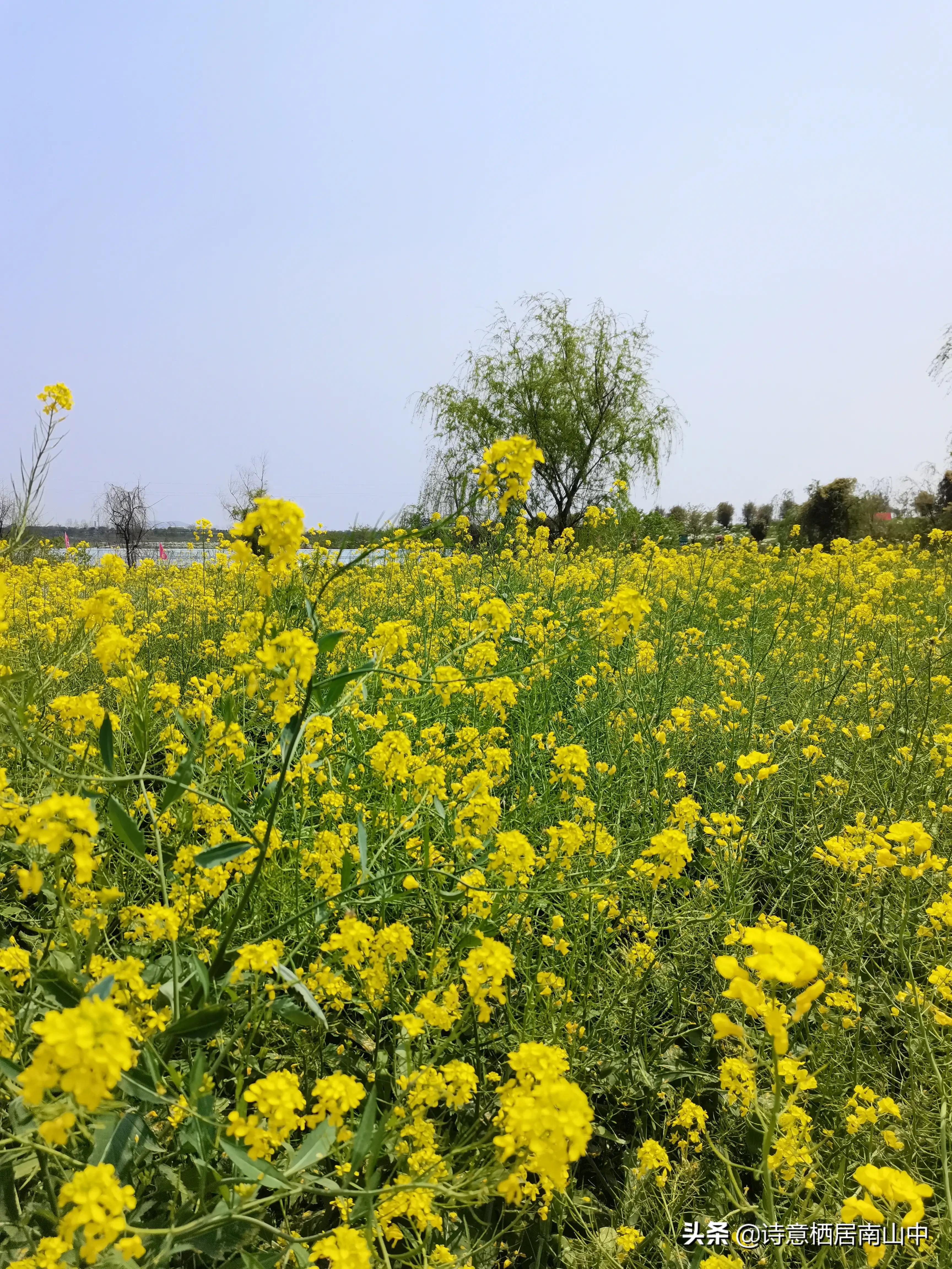 江夏鲁湖湿地公园,江夏金口鲁湖梦里田园