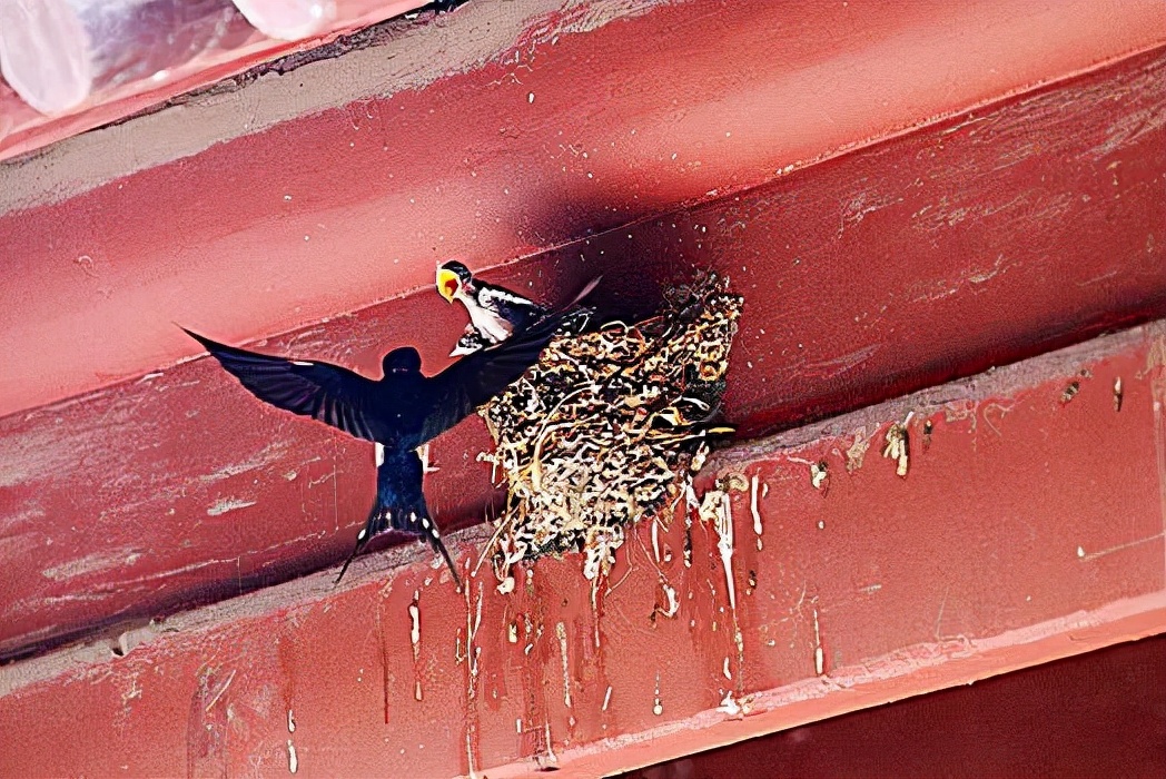 鐧鹃笩楦ｆ槬楂樻竻鍥剧墖,鐧鹃笩楦ｆ槬椋庢櫙瑙嗛